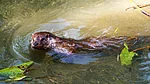 Ein Otter im Ottergehege